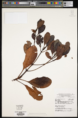 Ceriops tagal image