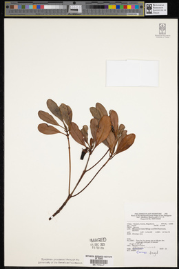 Ceriops tagal image