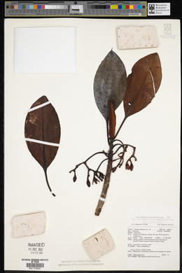 Rhizophora mucronata image