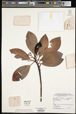 Image of Rhizophora mucronata