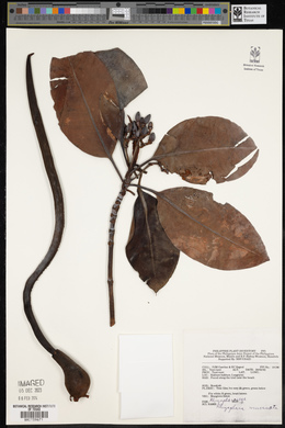 Rhizophora mucronata image