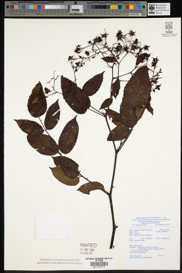 Rubus fraxinifolius image