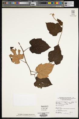 Rubus moluccanus image
