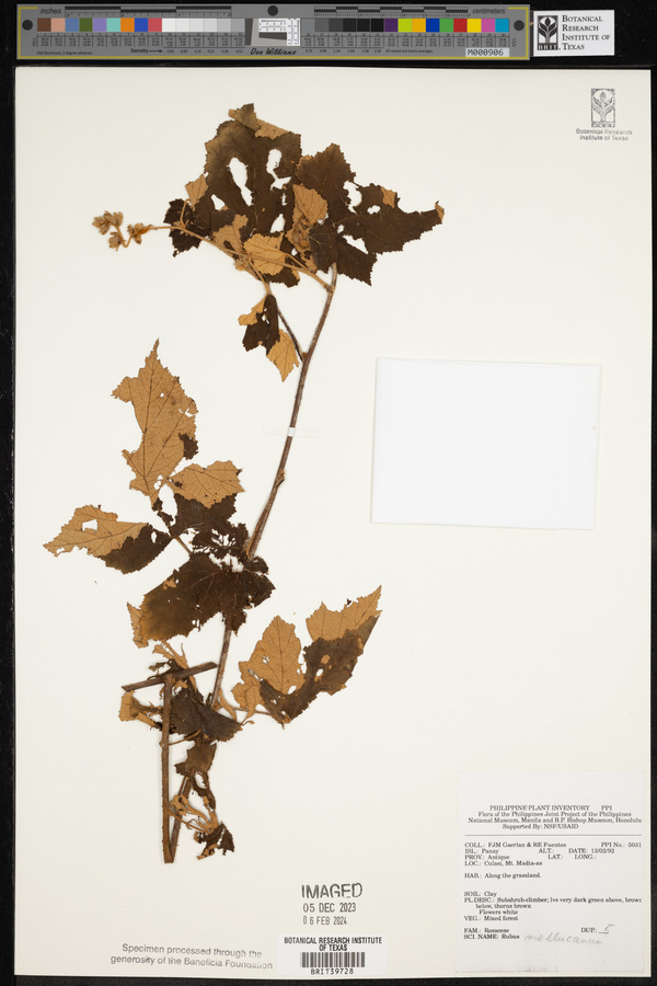 Rubus moluccanus image