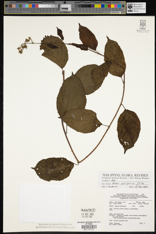 Rubus pyrifolius image