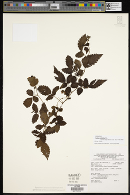 Rubus rosifolius image