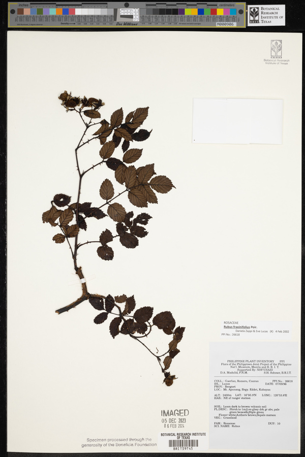 Rubus fraxinifoliolus image