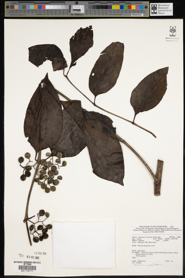 Canthium monstrosum image