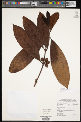 Image of Coffea excelsa