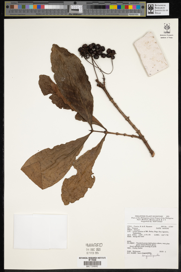 Ixora longistipula image