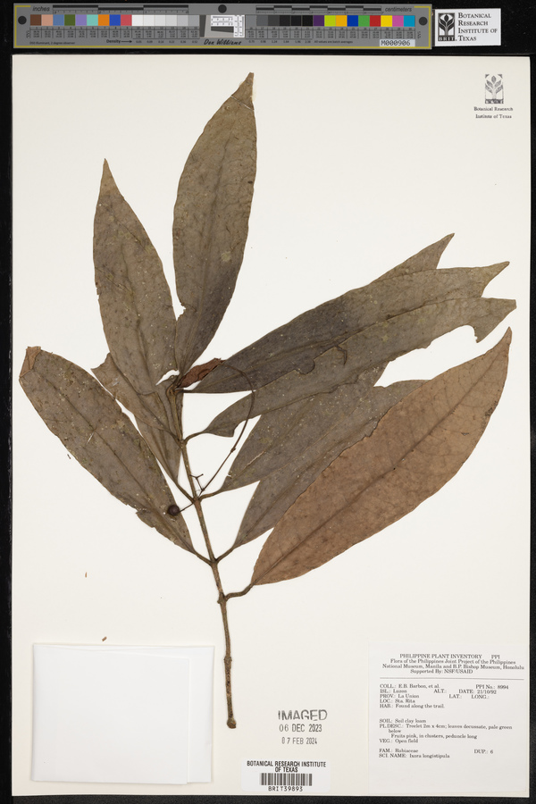 Ixora longistipula image
