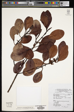 Ceriops tagal image