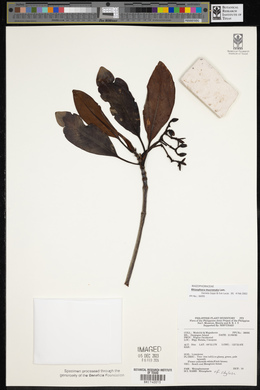 Rhizophora stylosa image