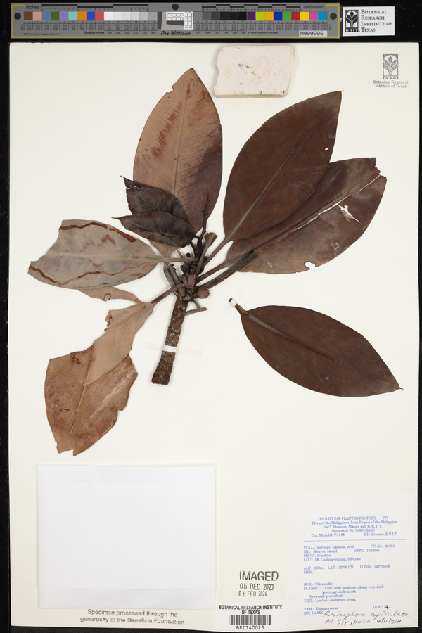 Rhizophora apiculata image