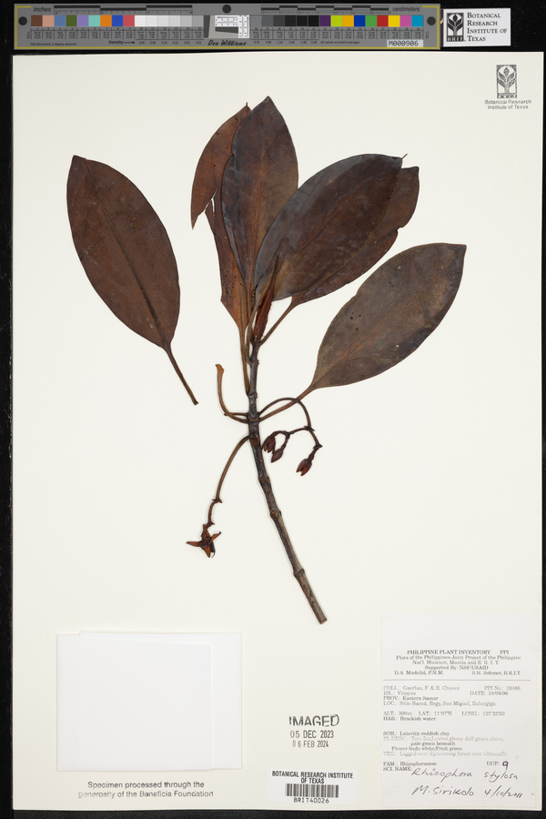 Rhizophora stylosa image