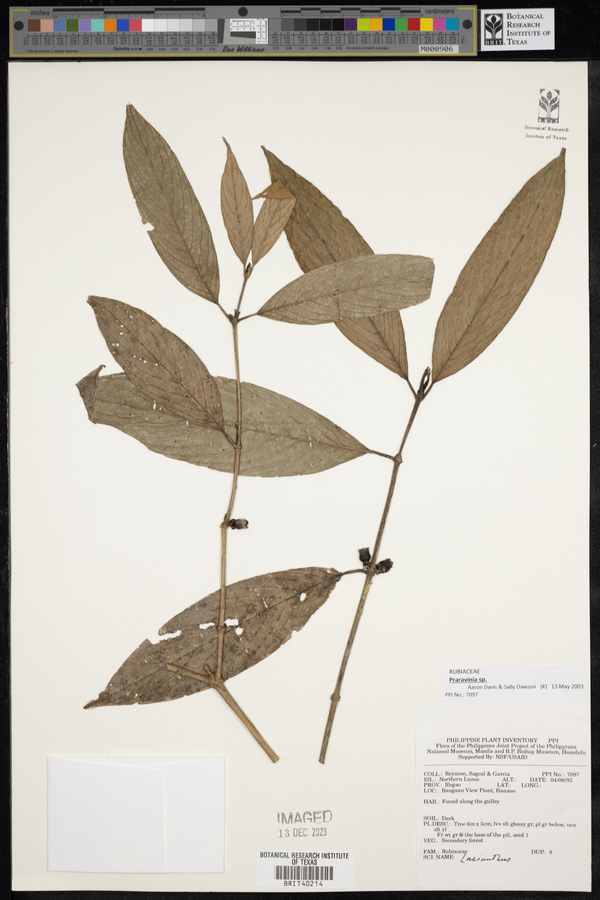 Praravinia image