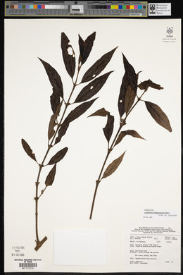 Lasianthus obliquinervis image