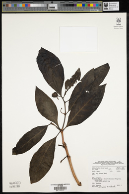 Morinda bracteata image