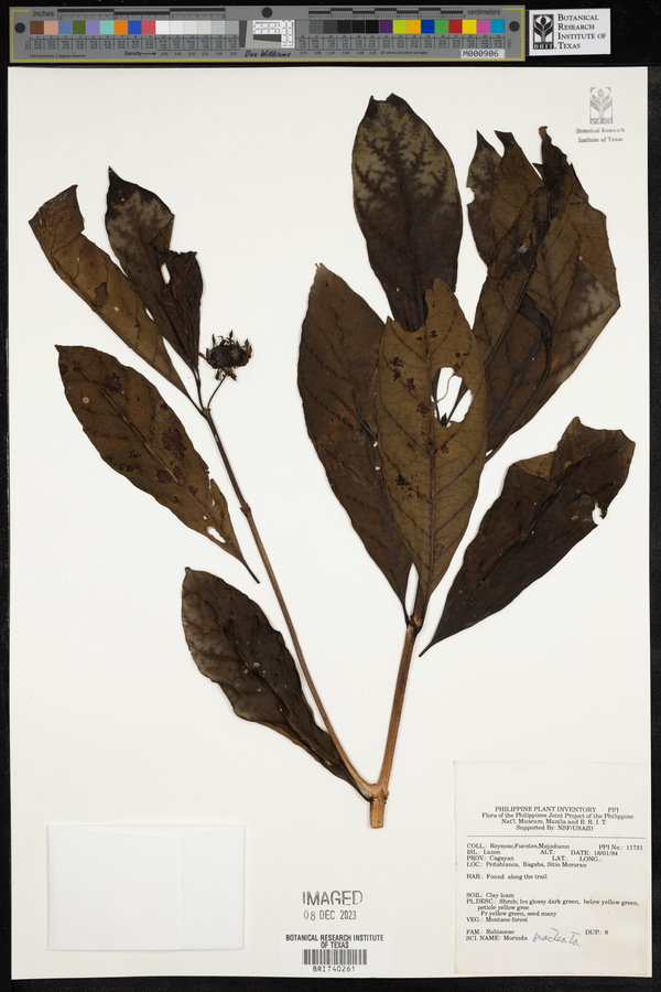 Morinda bracteata image