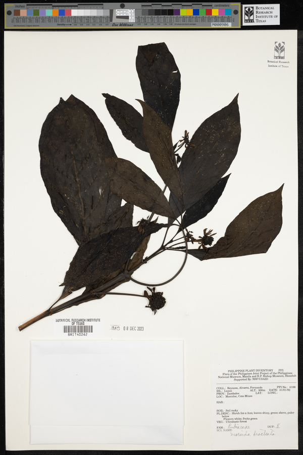Morinda bracteata image