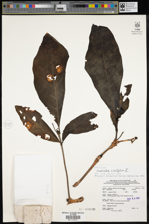 Morinda citrifolia image