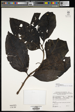 Morinda citrifolia image