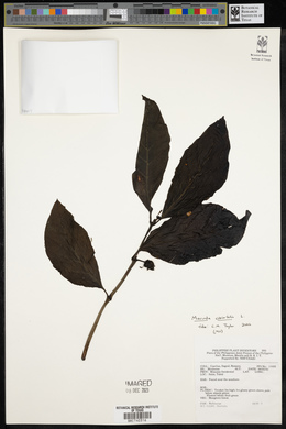 Morinda citrifolia image