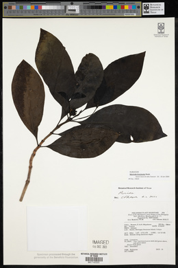 Morinda bracteata image