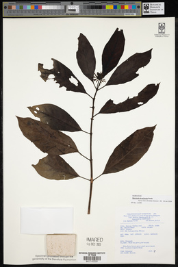 Morinda bracteata image