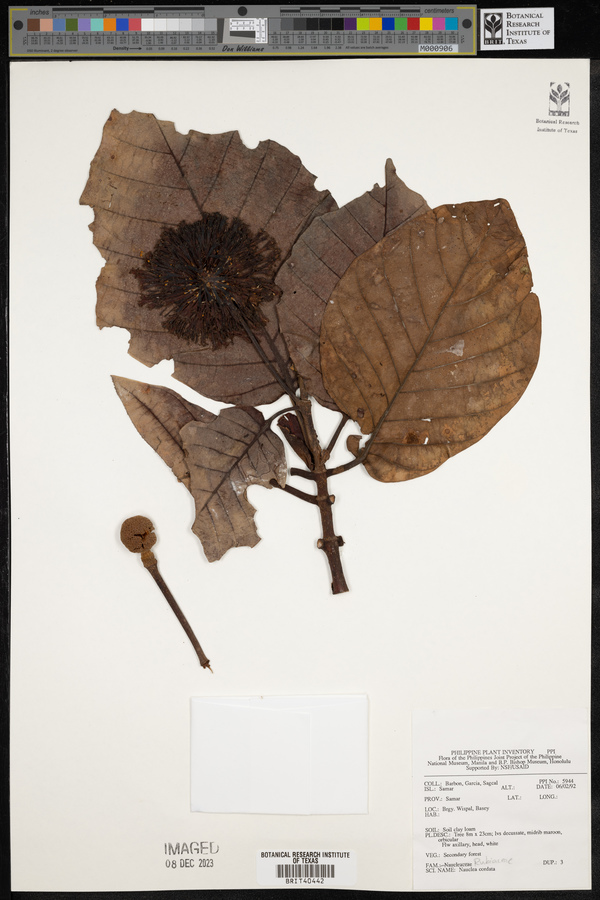 Nauclea orientalis image