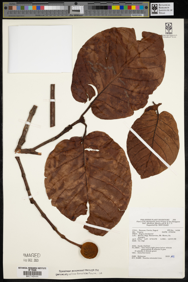 Nauclea orientalis image