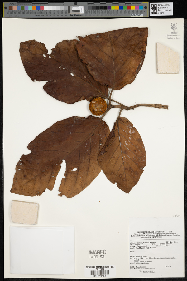 Neonauclea bartlingii var. cumingiana image