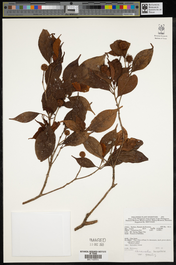 Neonauclea lanceolata subsp. gracilis image