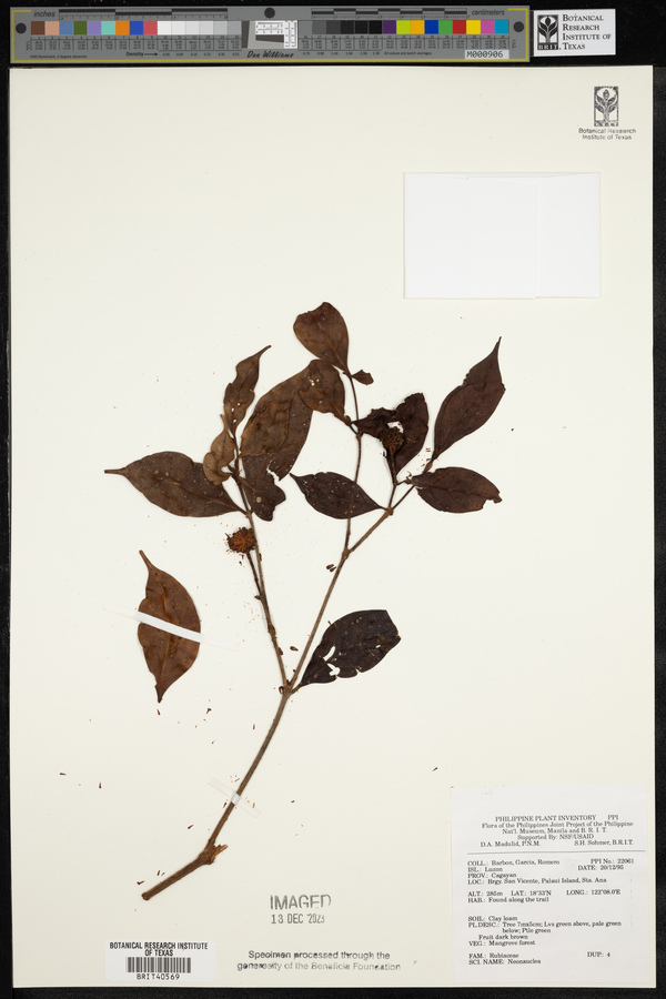 Neonauclea image