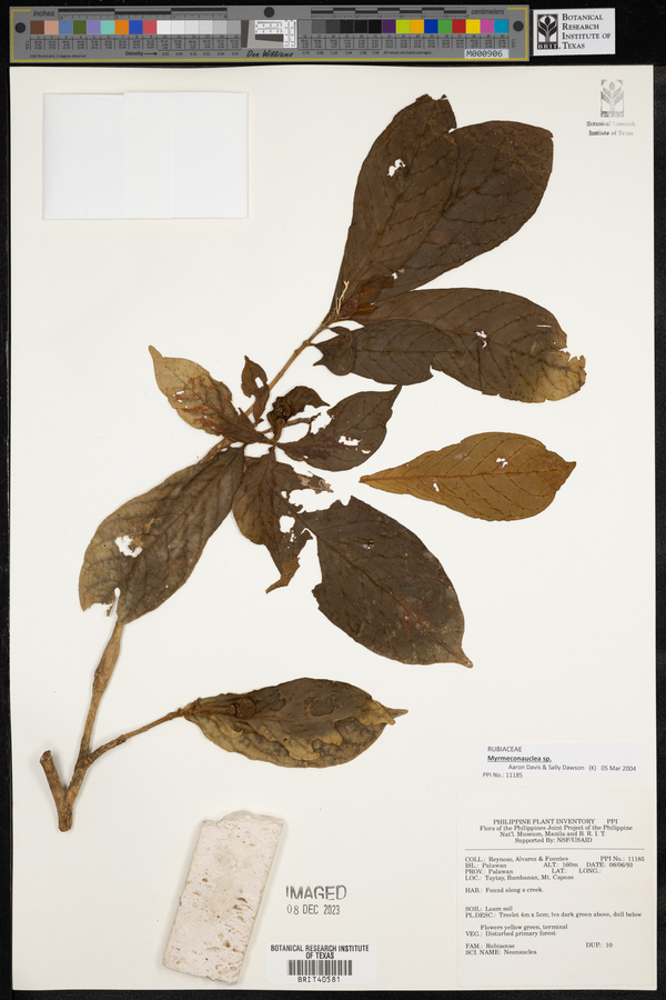 Myrmeconauclea image