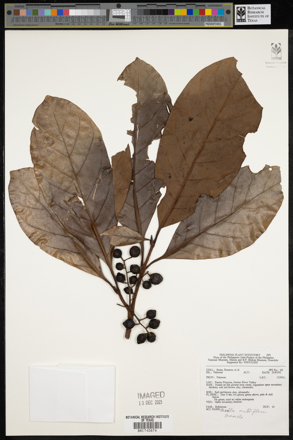 Pavetta multiflora image