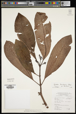 Psychotria banahaensis image