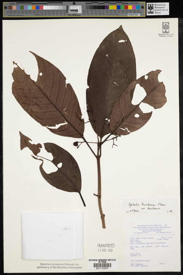 Psychotria banahaensis var. banahaensis image