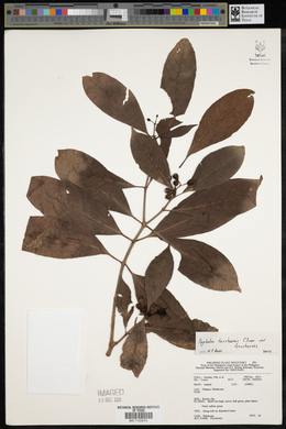 Psychotria banahaensis image