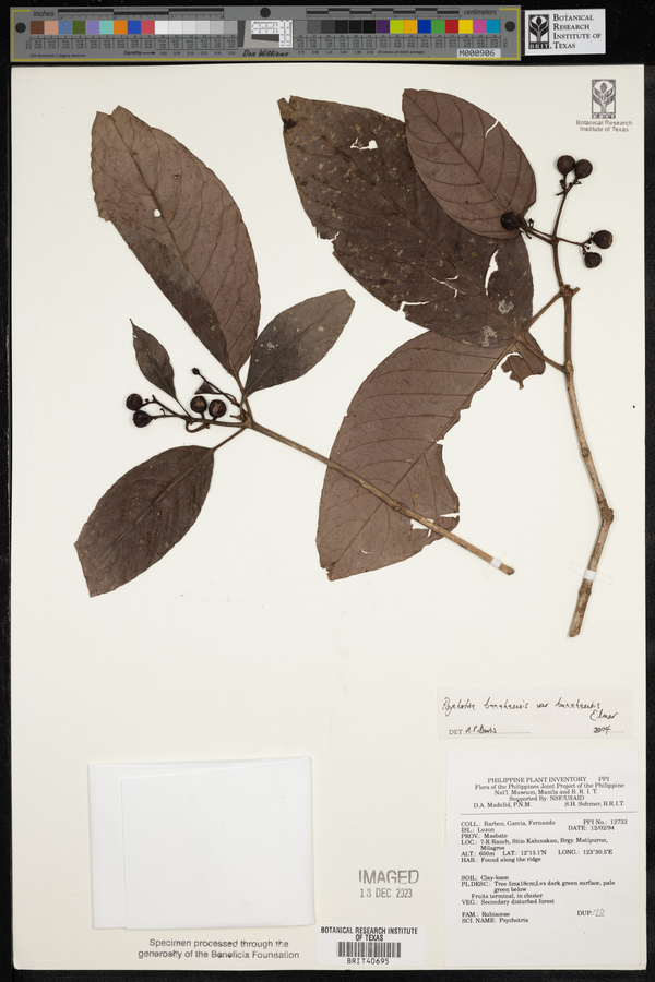 Psychotria banahaensis var. banahaensis image