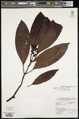 Psychotria banahaensis image