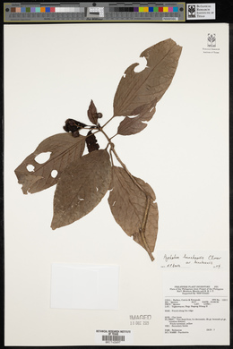 Psychotria banahaensis image