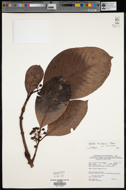 Psychotria banahaensis image