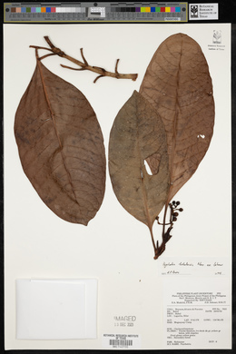 Psychotria banahaensis image