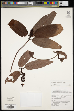 Psychotria cordatula image