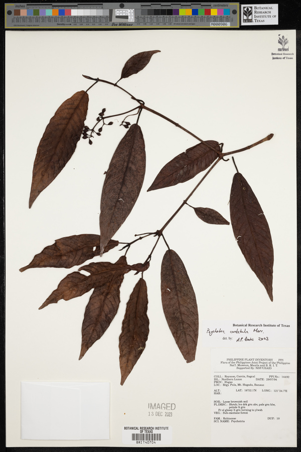 Psychotria cordatula image