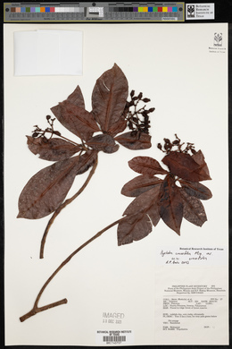 Psychotria crassifolia image
