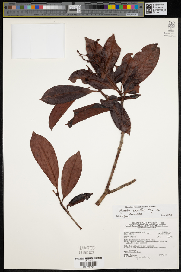 Psychotria crassifolia image