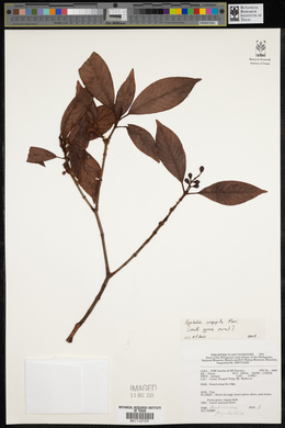 Psychotria crispipila image