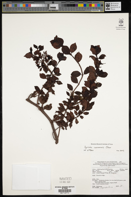 Psychotria cuernosensis image